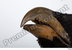 Mouth Bird Animal photo references